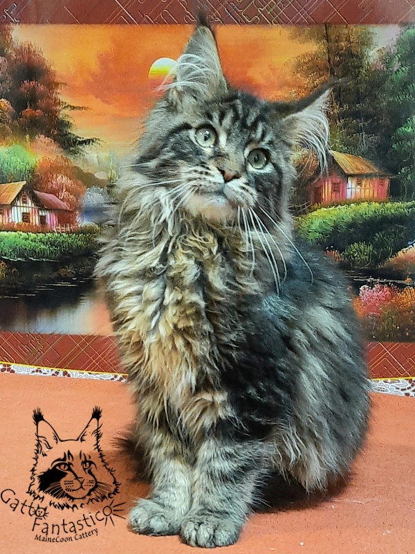 Gatto Fantastico Caesar - Кошеня мейн-кун 5,5 місяців