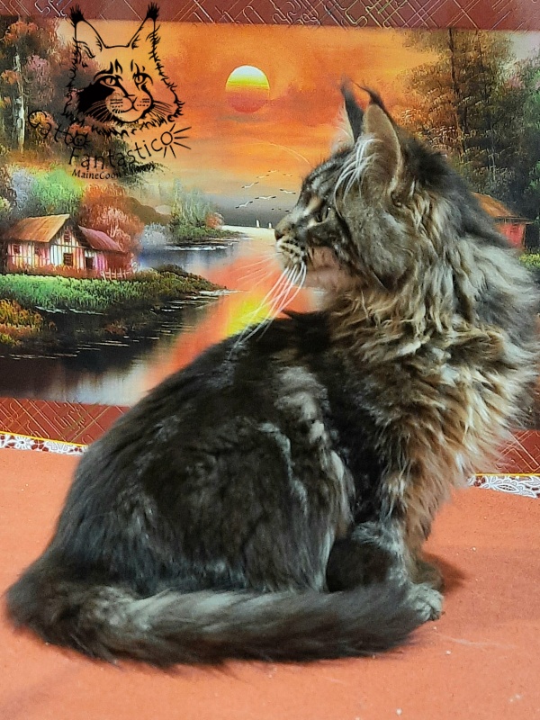 Gatto Fantastico Caesar - Кошеня мейн-кун 5,5 місяців
