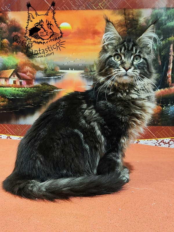 Gatto Fantastico Caesar - Кошеня мейн-кун 5,5 місяців