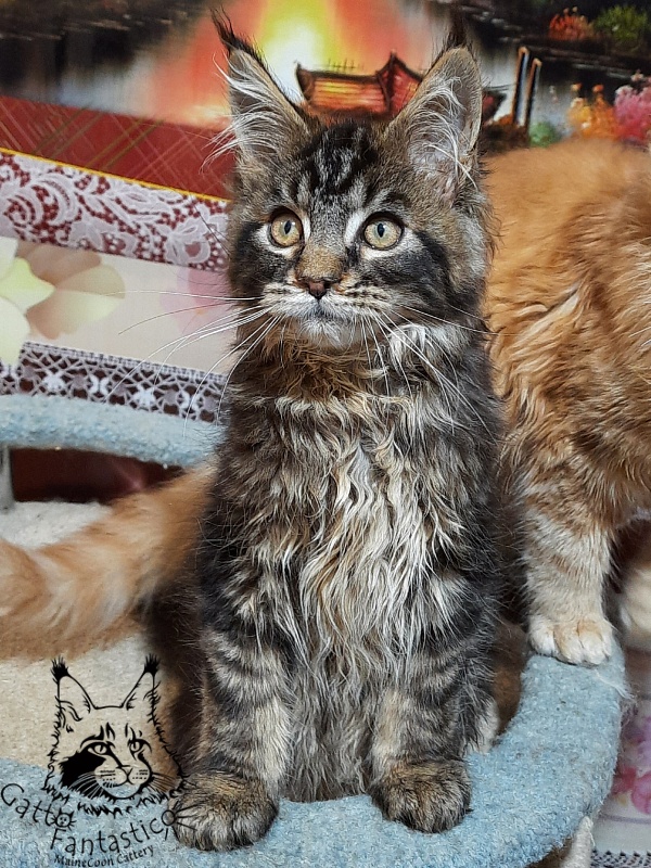 Gatto Fantastico Caesar - Кошеня мейн-кун 3 місяця 0,5 тижнів