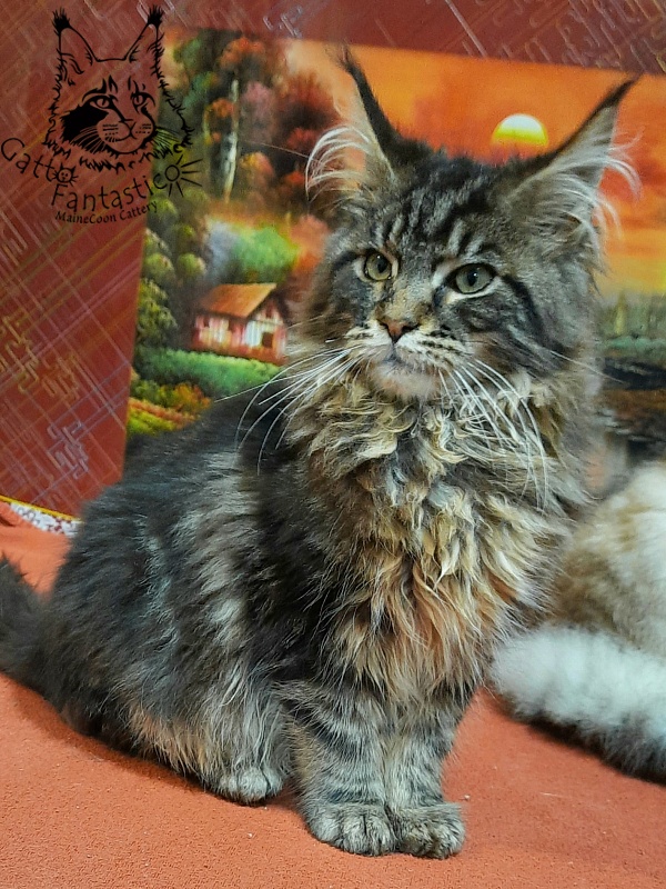 Gatto Fantastico Caesar - Кошеня мейн-кун 5,5 місяців