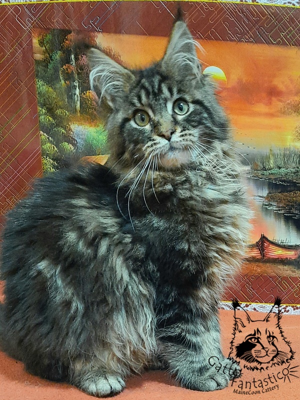 Gatto Fantastico Caesar - Кошеня мейн-кун 5,5 місяців