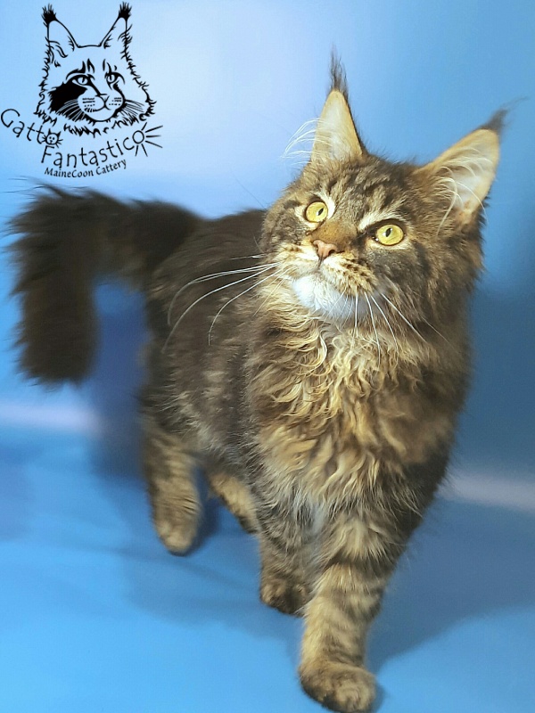 Gatto Fantastico Caesar - Кошеня мейн-кун 5 місяців 3 тижні