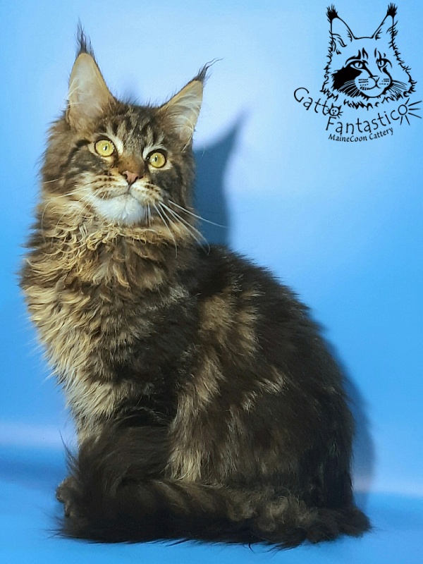Gatto Fantastico Caesar - Кошеня мейн-кун 5 місяців 3 тижні