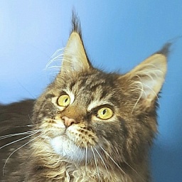 Gatto Fantastico Caesar