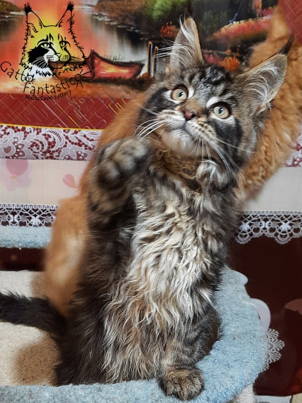 Gatto Fantastico Caesar - Кошеня мейн-кун 3 місяця 0,5 тижнів