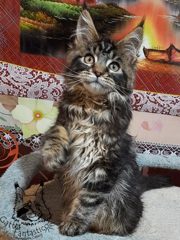 Gatto Fantastico Caesar - Кошеня мейн-кун 3 місяця 0,5 тижнів