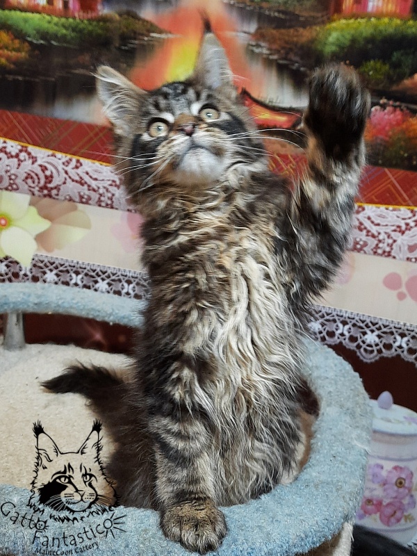 Gatto Fantastico Caesar - Кошеня мейн-кун 3 місяця 0,5 тижнів