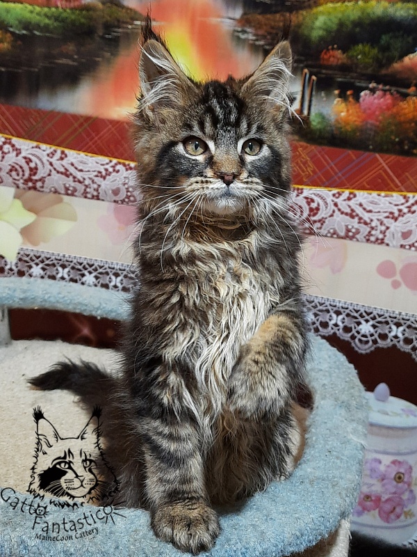 Gatto Fantastico Caesar - Кошеня мейн-кун 3 місяця 0,5 тижнів