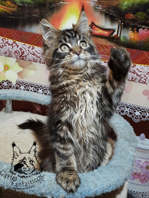 Gatto Fantastico Caesar - Кошеня мейн-кун 3 місяця 0,5 тижнів