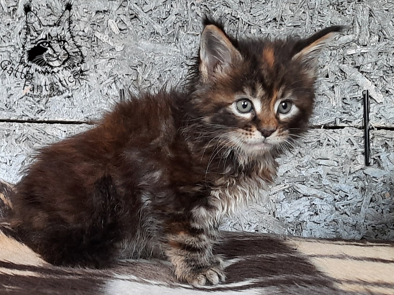 Gatto Fantastico Cheremshyna - Kitten maine-coon 1 month 1 week