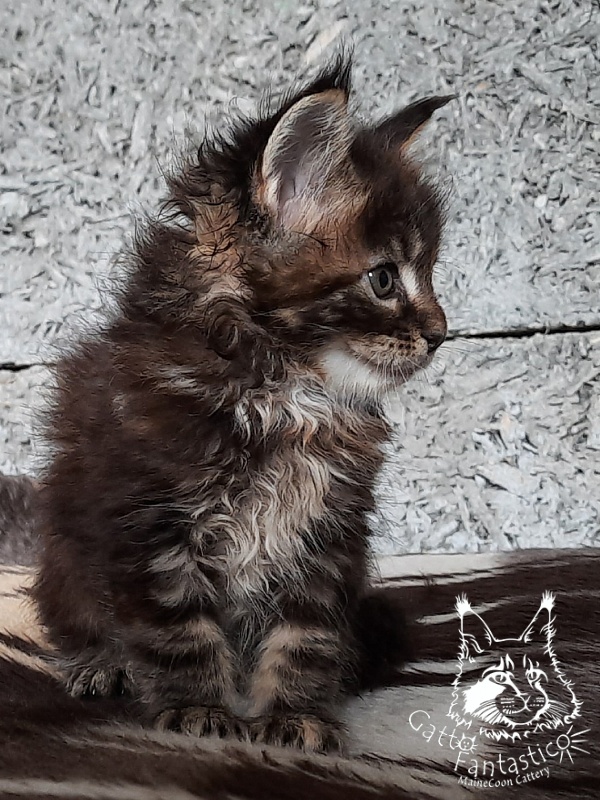 Gatto Fantastico Cheremshyna - Kitten maine-coon 1 month 1 week