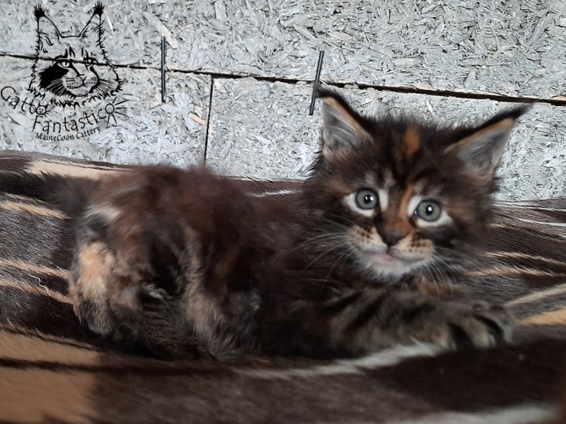 Gatto Fantastico Cheremshyna - Kitten maine-coon 1 month 1 week