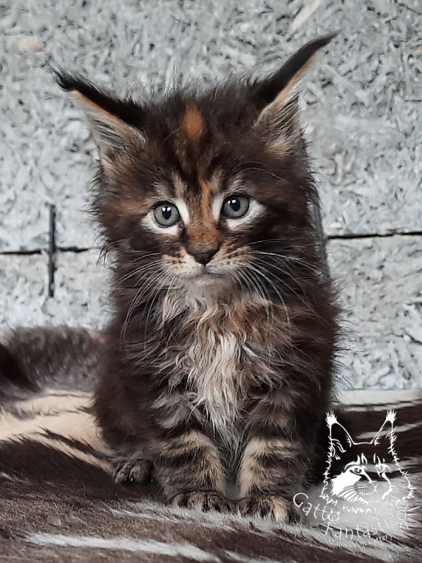 Gatto Fantastico Cheremshyna - Kitten maine-coon 1 month 1 week