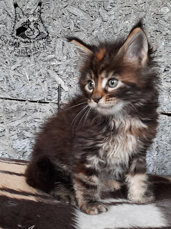 Gatto Fantastico Cheremshyna - Kitten maine-coon 1 month 1 week