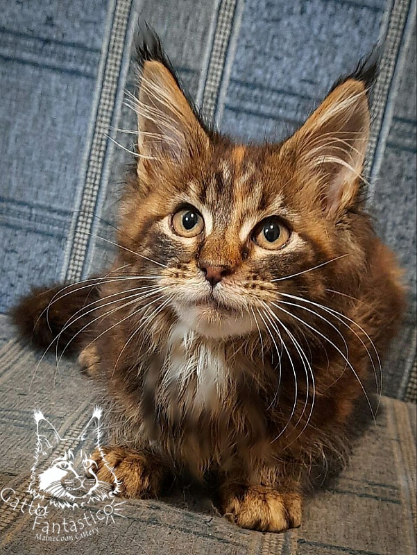 Gatto Fantastico Cheremshyna - Kitten maine-coon 3 months
