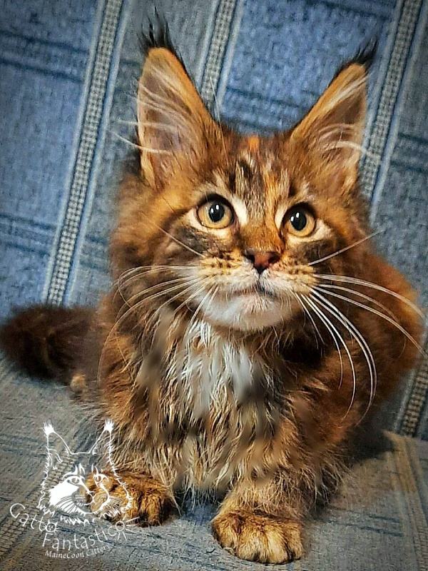 Gatto Fantastico Cheremshyna - Kitten maine-coon 3 months
