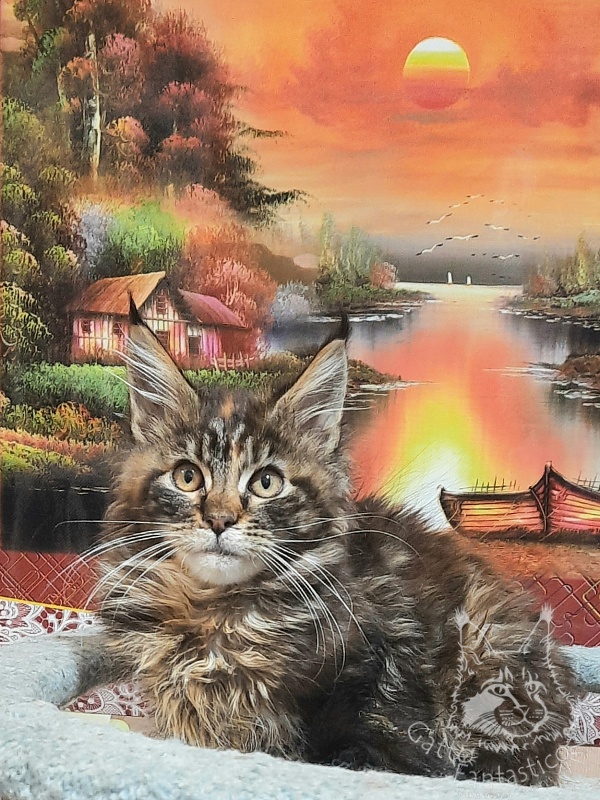 Gatto Fantastico Cheremshyna - Kitten maine-coon 3 months 3 weeks