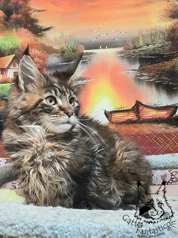 Gatto Fantastico Cheremshyna - Kitten maine-coon 3 months 3 weeks