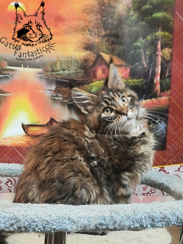 Gatto Fantastico Cheremshyna - Kitten maine-coon 3 months 3 weeks