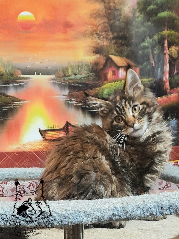 Gatto Fantastico Cheremshyna - Kitten maine-coon 3 months 3 weeks