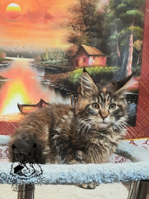 Gatto Fantastico Cheremshyna - Kitten maine-coon 3 months 3 weeks