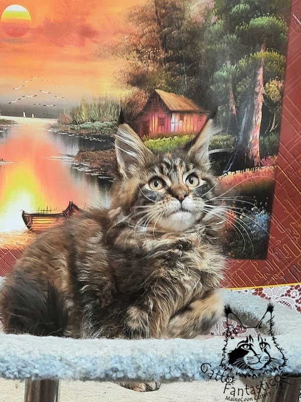 Gatto Fantastico Cheremshyna - Kitten maine-coon 3 months 3 weeks