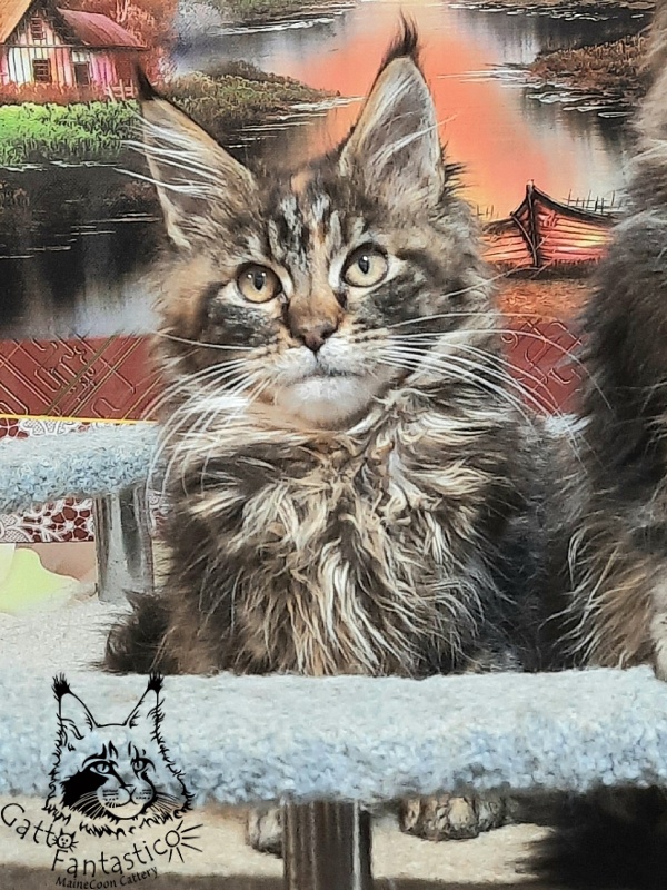 Gatto Fantastico Cheremshyna - Kitten maine-coon 3 months 3 weeks