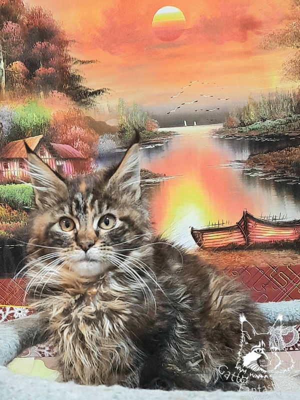 Gatto Fantastico Cheremshyna - Kitten maine-coon 3 months 3 weeks