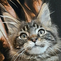 Gatto Fantastico Cherwona Ruta