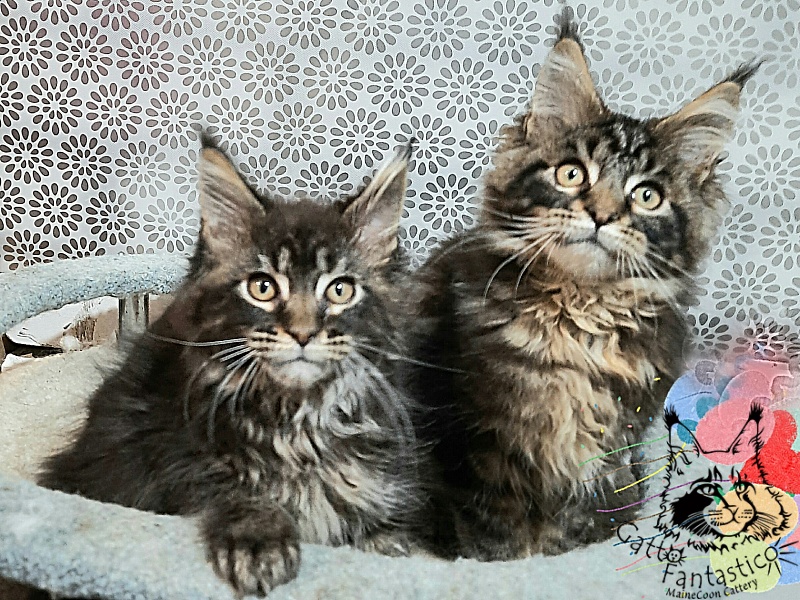 Gatto Fantastico Churchill - Кошеня мейн-кун 3,5 місяця
