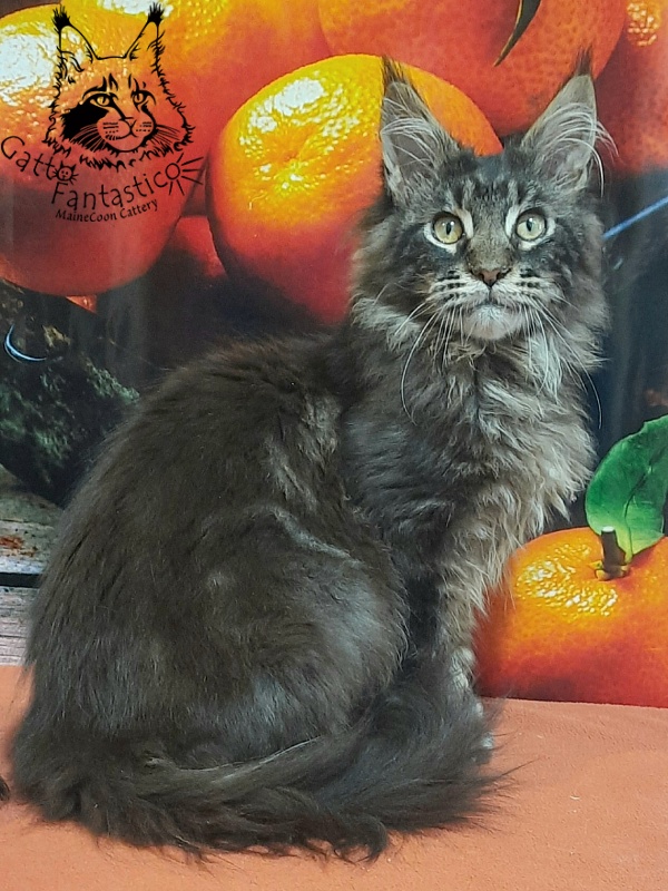 Gatto Fantastico Churchill - Кошеня мейн-кун 5 місяців 2,5 тижні