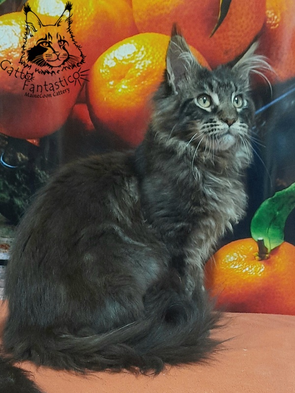 Gatto Fantastico Churchill - Кошеня мейн-кун 5 місяців 2,5 тижні