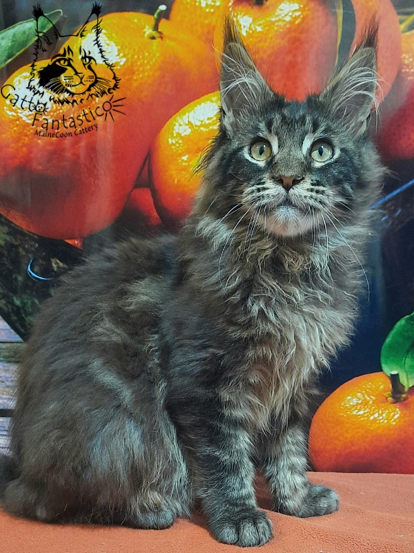 Gatto Fantastico Churchill - Кошеня мейн-кун 5 місяців 2,5 тижні