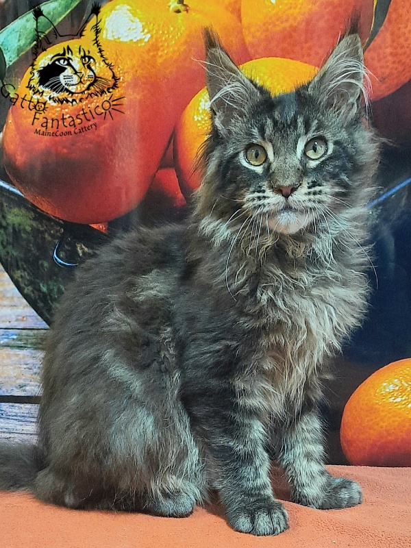 Gatto Fantastico Churchill - Кошеня мейн-кун 5 місяців 2,5 тижні