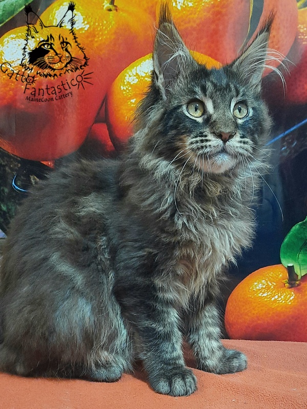 Gatto Fantastico Churchill - Кошеня мейн-кун 5 місяців 2,5 тижні