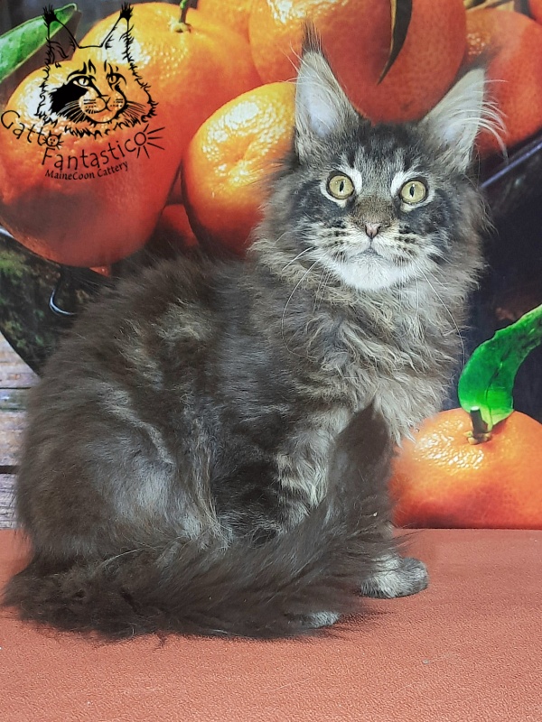 Gatto Fantastico Churchill - Кошеня мейн-кун 5 місяців 2,5 тижні
