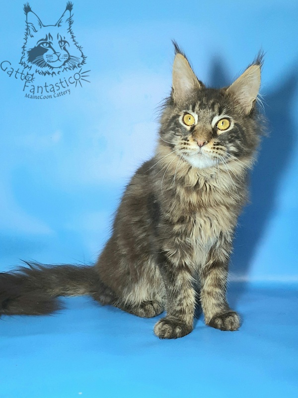 Gatto Fantastico Churchill - Кошеня мейн-кун 6 місяців 1,5 тиждень