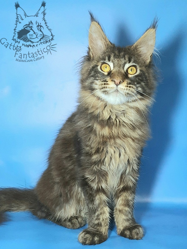 Gatto Fantastico Churchill - Кошеня мейн-кун 6 місяців 1,5 тиждень