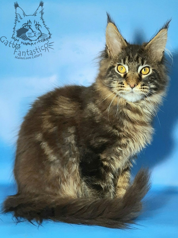 Gatto Fantastico Churchill - Кошеня мейн-кун 6 місяців 1,5 тиждень