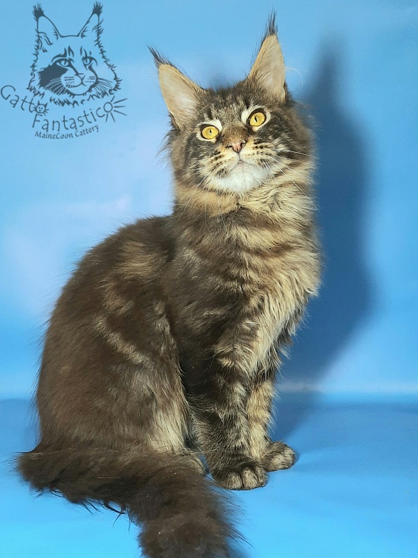 Gatto Fantastico Churchill - Кошеня мейн-кун 6 місяців 1,5 тиждень
