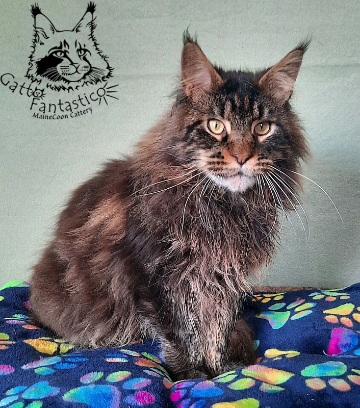 Gatto Fantastico Churchill - Дорослий мейн-кун 1 рік 3 місяця 3,5 тижні