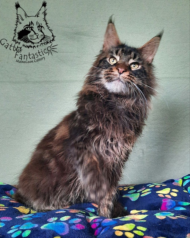 Gatto Fantastico Churchill - Дорослий мейн-кун 1 рік 3 місяця 3,5 тижні