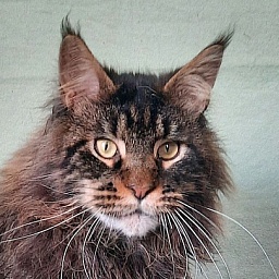 Gatto Fantastico Churchill