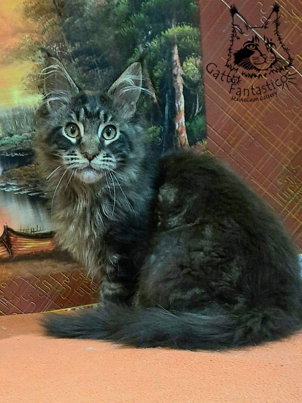Gatto Fantastico Churchill - Кошеня мейн-кун 5 місяців 0,5 тижнів