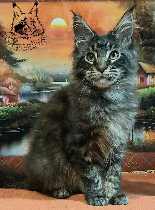 Gatto Fantastico Churchill - Кошеня мейн-кун 5 місяців 0,5 тижнів