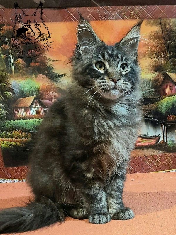 Gatto Fantastico Churchill - Кошеня мейн-кун 5 місяців 0,5 тижнів
