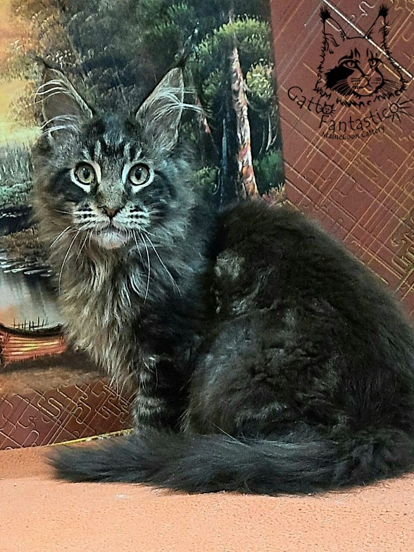 Gatto Fantastico Churchill - Кошеня мейн-кун 5 місяців 0,5 тижнів