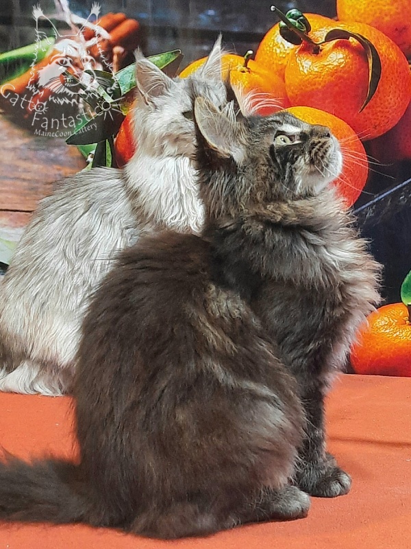 Gatto Fantastico Churchill - Кошеня мейн-кун 5 місяців 2,5 тижні