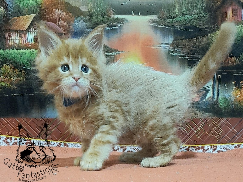 Gatto Fantastico Eros - Кошеня мейн-кун 1 місяць 2 тижні